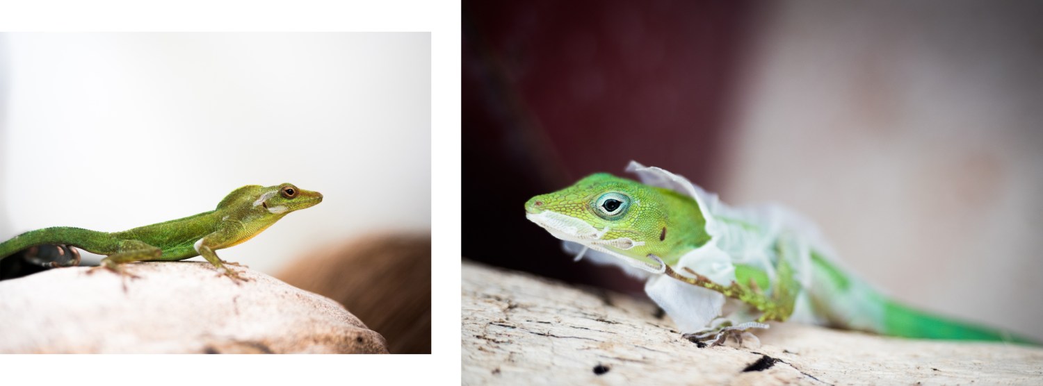 anoli, lézard, mue, guadeloupe