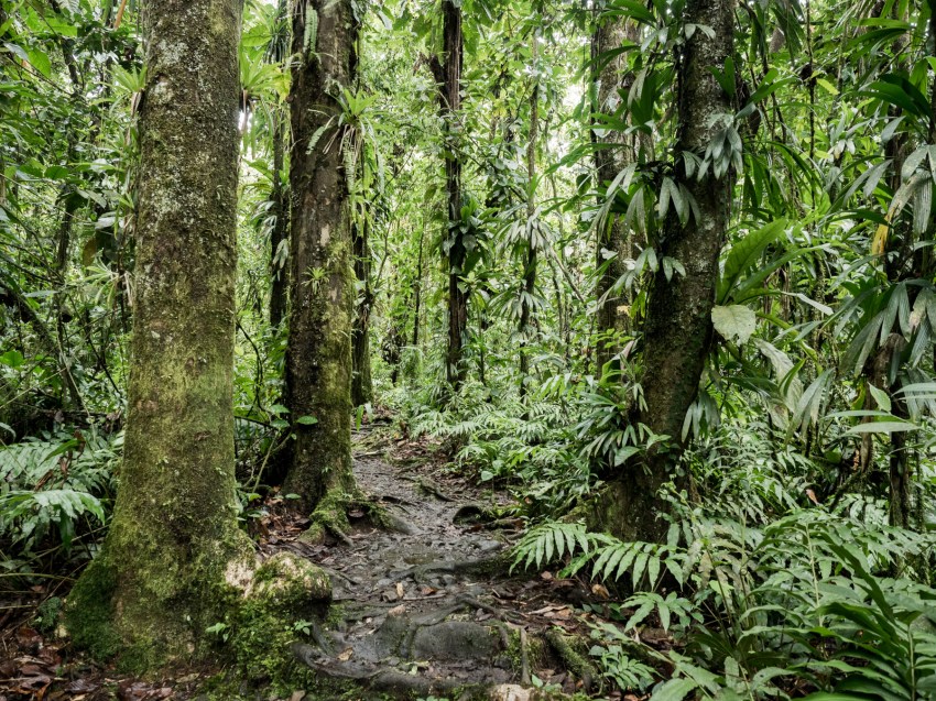 forêt tropicale, guadeloupe, basse terre, nature, tropical forest 