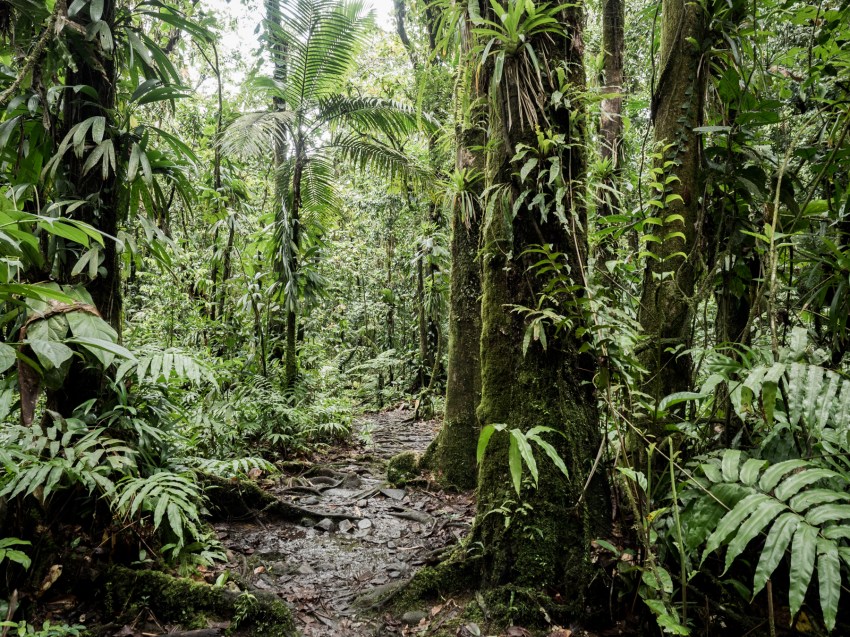 forêt tropicale, guadeloupe, basse terre, nature, tropical forest 
