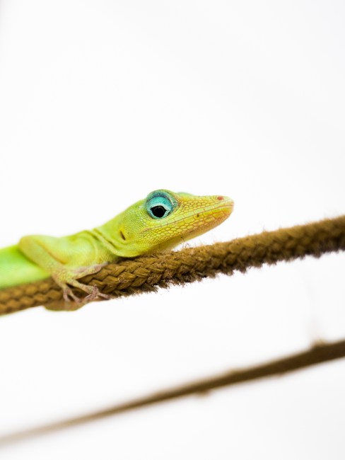 anoli, lézard, mue, guadeloupe