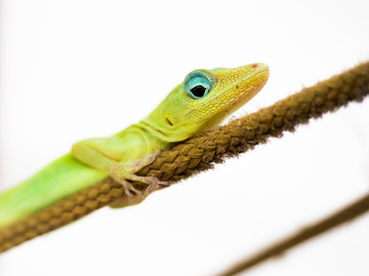 anoli, lézard, mue, guadeloupe