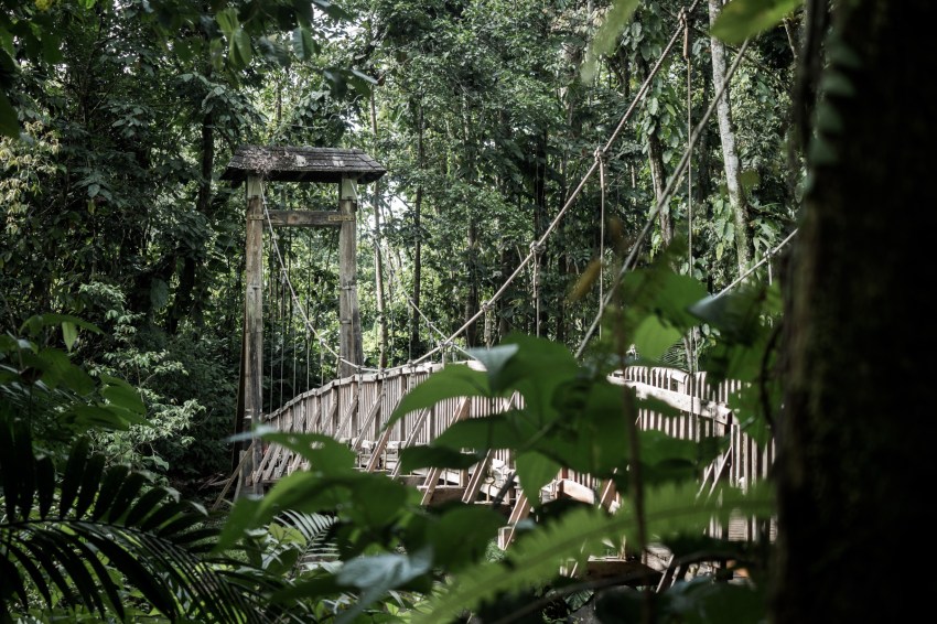 guadeloupe jungle-basse terre-arbre guadeloupe-