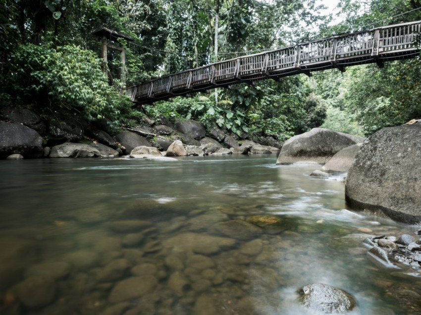 forêt tropicale, guadeloupe, basse terrguadeloupe cascade-rivieres guadeloupe-randonnée en guadeloupee, nature, tropical forest 