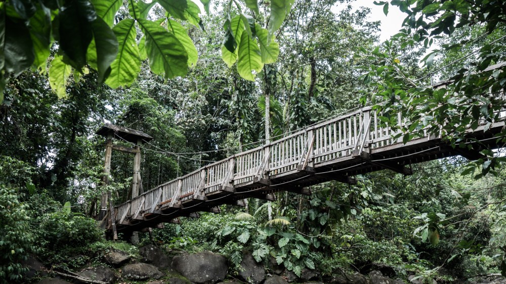 guadeloupe foret tropicale-guadeloupe jungle-basse terre guadeloupe