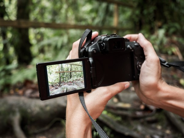 forêt tropicale, guadeloupe, basse terre, nature, tropical forest 