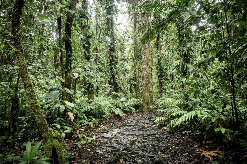 forêt tropicale, guadeloupe, basse terre, nature, tropical forest 