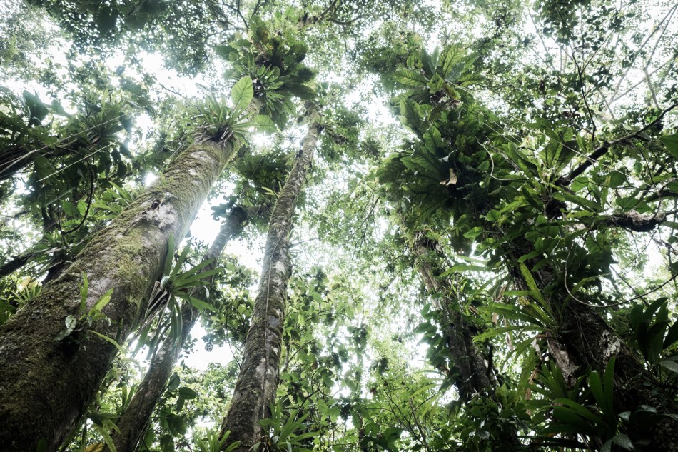 arbre guadeloupe-guadeloupe foret tropicale-guadeloupe jungle