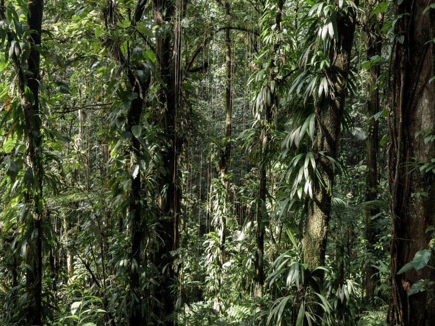 forêt tropicale, guadeloupe, basse terre, nature, tropical forest 