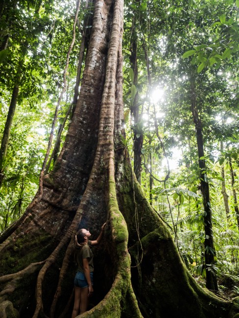 cascade guadeloupe-arbre guadeloupe-basse terre guadeloupe