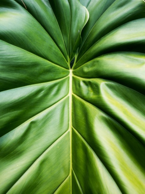 forêt tropicale, guadeloupe, basse terre, nature, tropical forest 