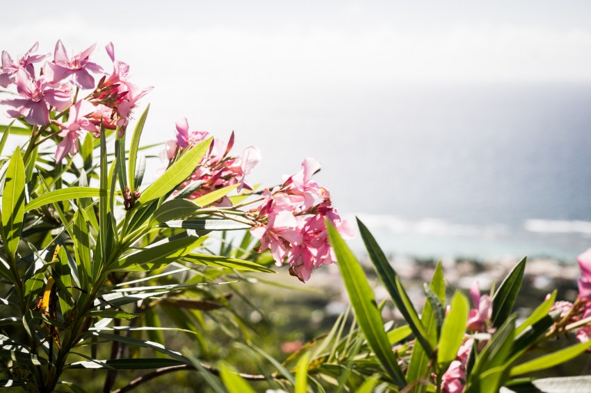 fleurs de guadeloupe-fleur des iles guadeloupe-la desirade