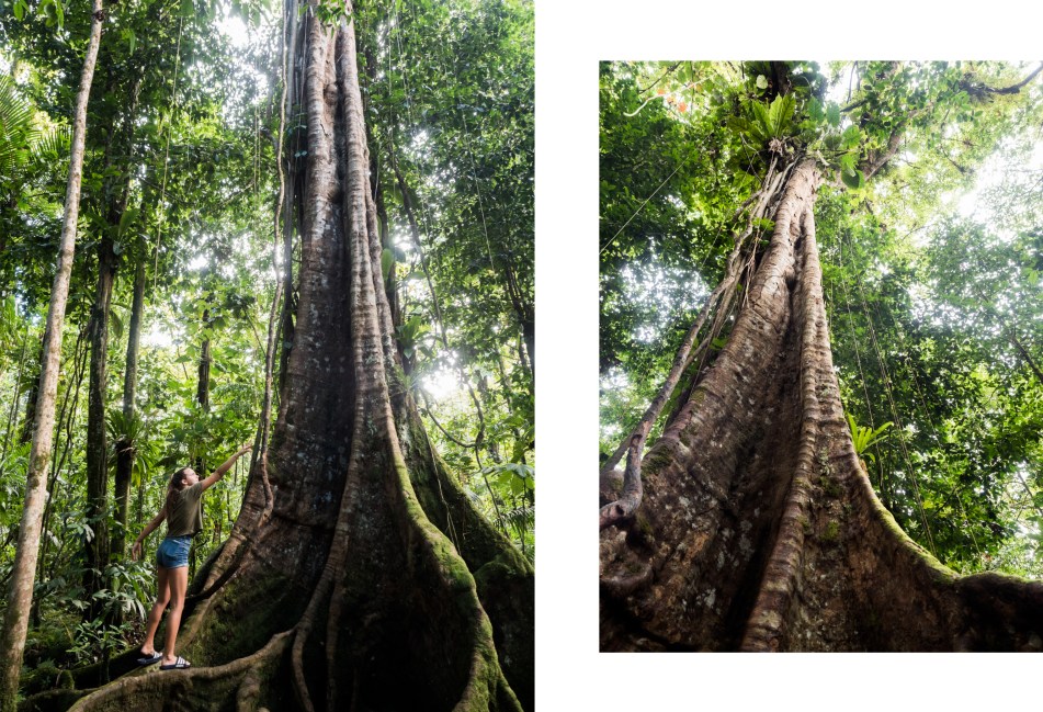 forêt tropicale, guadeloupe, basse terre, nature, tropical forest 