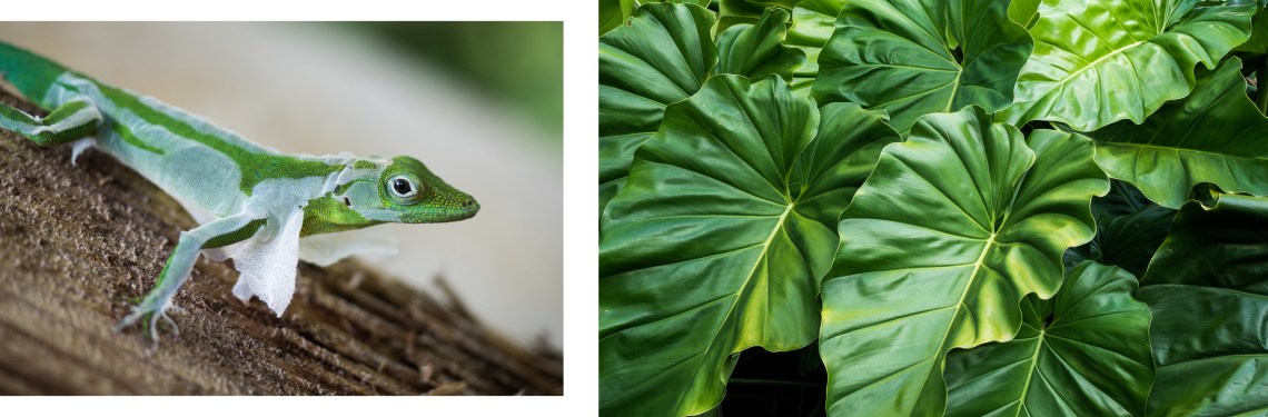 ballade foret tropicale de guadeloupe-lezard guadeloupe