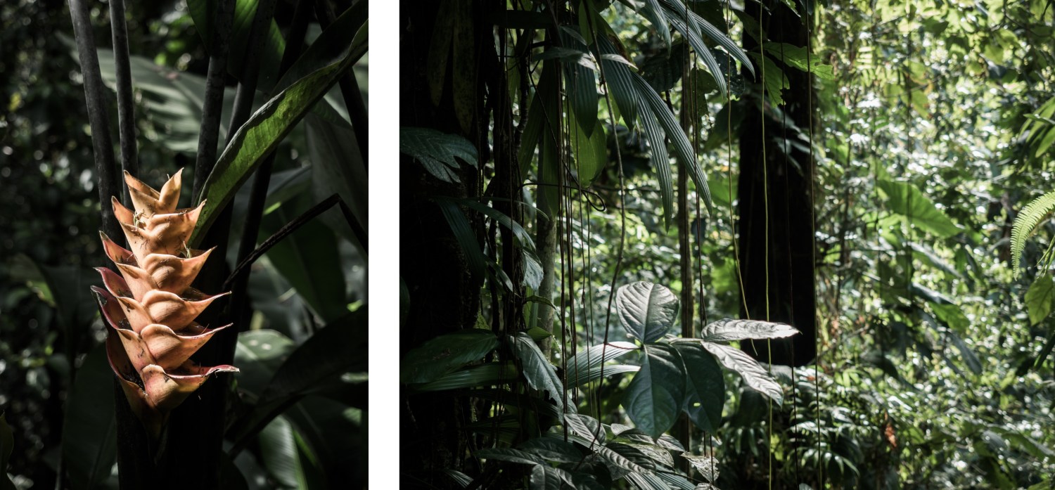 forêt tropicale, guadeloupe, basse terre, nature, tropical forest 