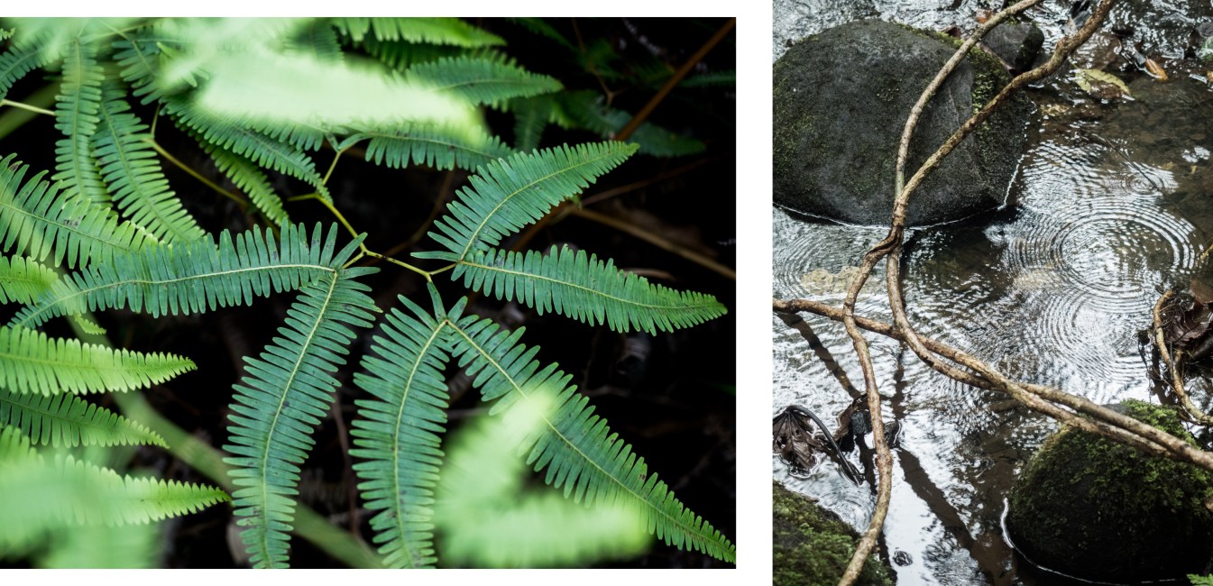 forêt tropicale, guadeloupe, basse terre, nature, tropical forest 