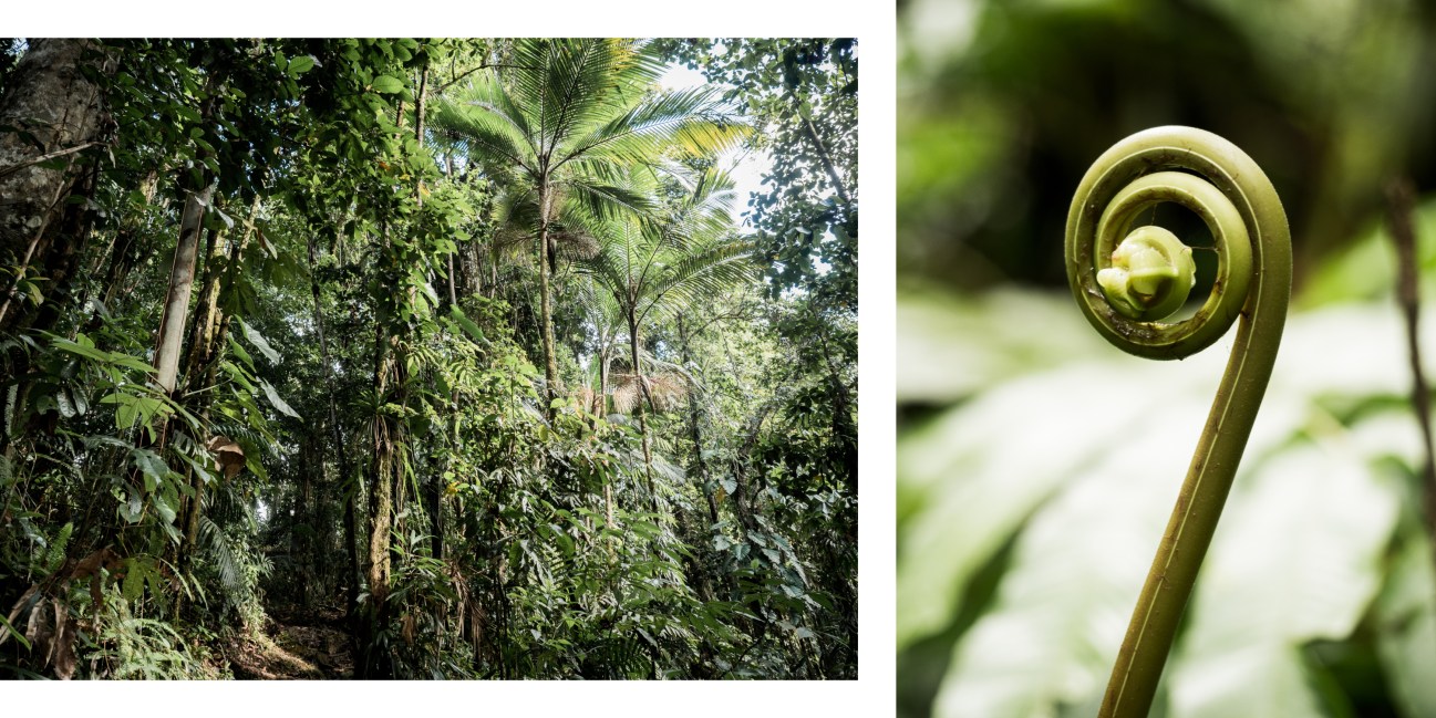 forêt tropicale, guadeloupe, basse terre, nature, tropical forest 