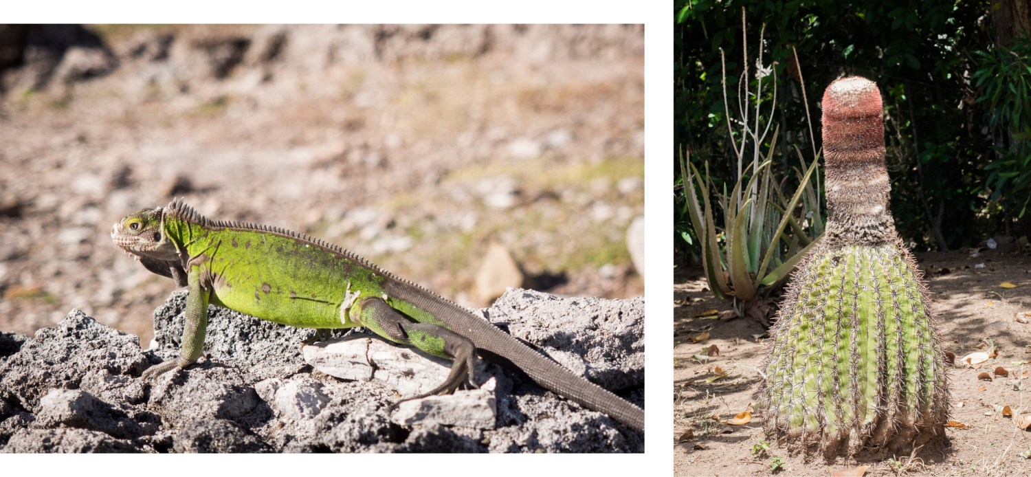 guadeloupe, la Désirade, caraïbes