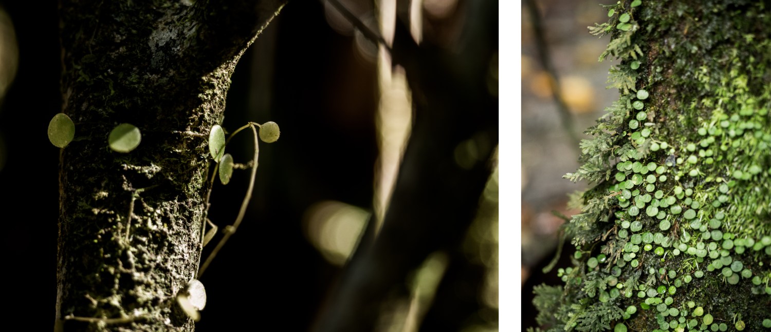 randonnée en guadeloupe-foret tropicale guadeloupe-basse terre-