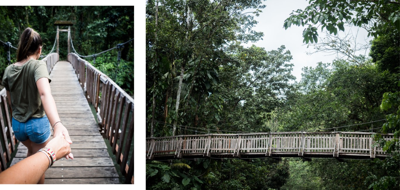 forêt tropicale, guadeloupe, basse terre, nature, tropical forest 