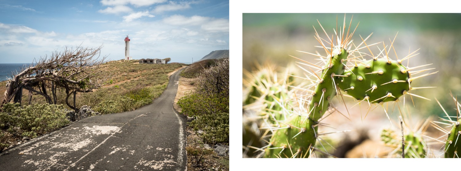 la désirade guadeloupe-routes a la desirade-cactus guadeloupe
