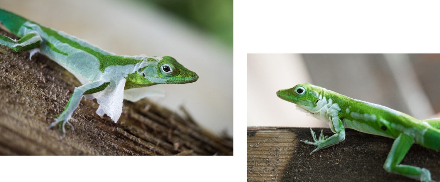 anoli, lézard, mue, guadeloupe