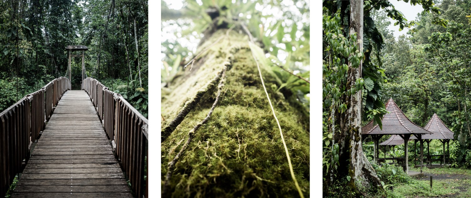 guadeloupe jungle-guadeloupe foret tropicale-arbre guadeloupe