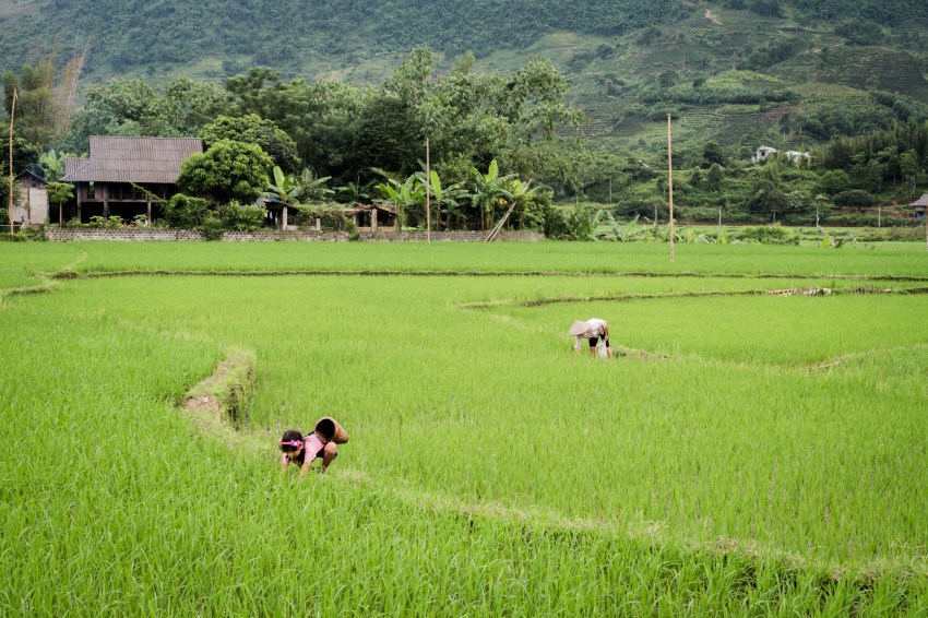 vietnam, ethnies minoritaire, rizières, vallée de mai chau
