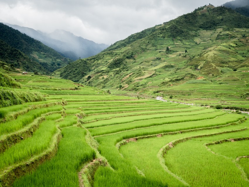 photo riziere vietnam -vietnam montagnes du nord-ethnies minoritaires du vietnam--lim thai, lim mong