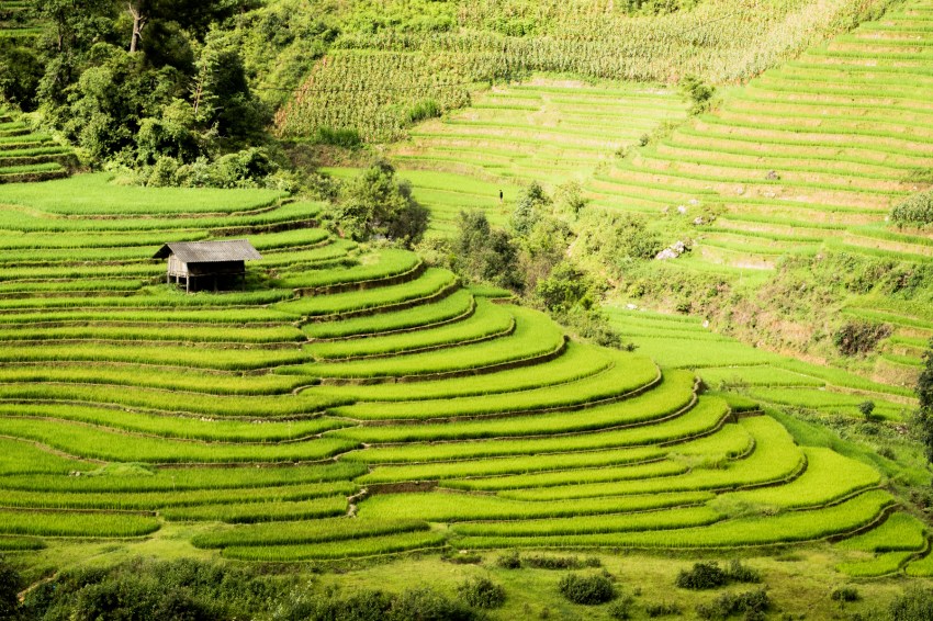 vietnam, ethnies minoritaire, portrait, rizières, la pan tan, mu cang chai