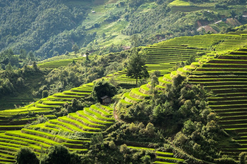 vietnam, ethnies minoritaire, portrait, rizières, la pan tan, mu cang chai
