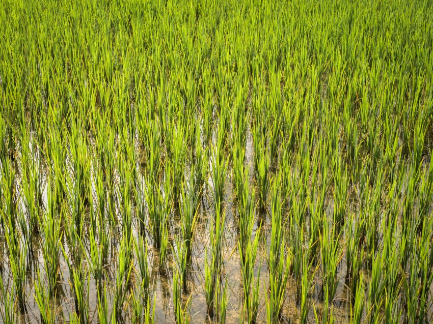vietnam, ethnies minoritaire, rizières, vallée de mai chau, culture