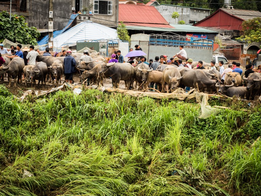 portraits ethniques, vietnam, ethnies minoritaire, bac ha marketportraits ethniques, vietnam, ethnies minoritaire, bac ha market