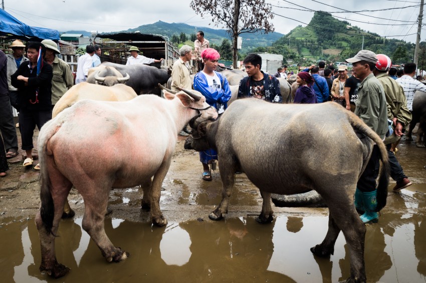 portraits ethniques, vietnam, ethnies minoritaire, bac ha market