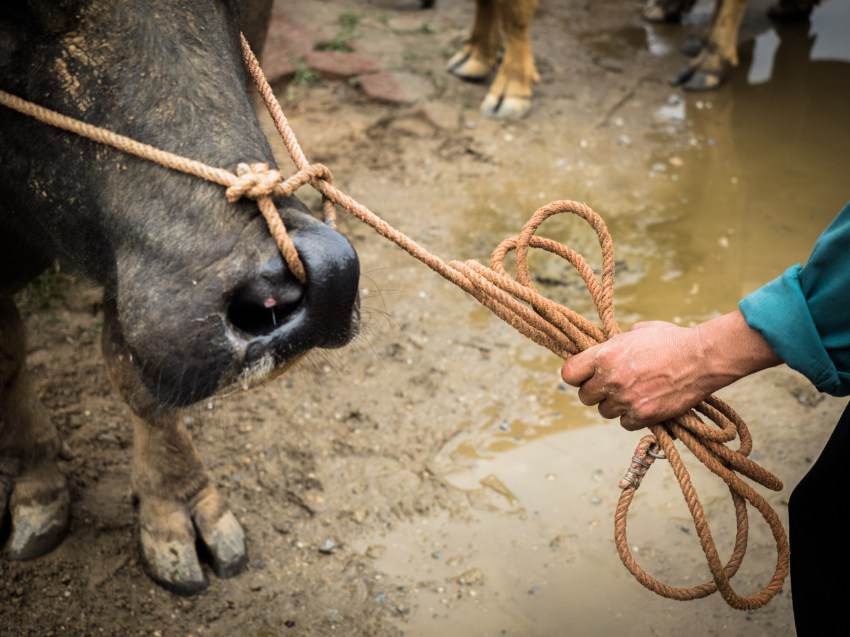 portraits ethniques, vietnam, ethnies minoritaire, bac ha market