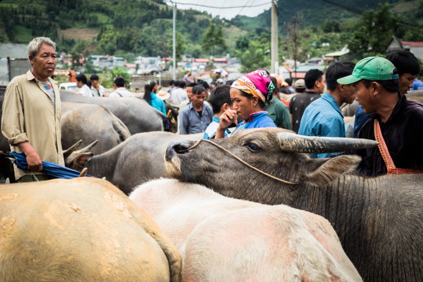 portraits ethniques, vietnam, ethnies minoritaire, bac ha market