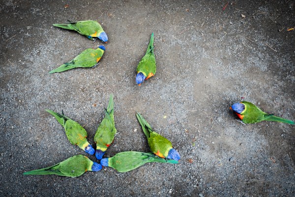 jardin botanique basse terre - perruches et perroquets guadeloupe-jardin botanique coluche guadeloupe
