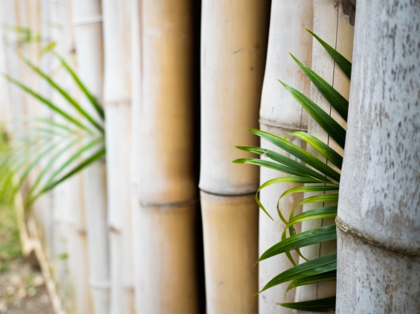 jardin botanique de deshaies en guadeloupe-Bambou