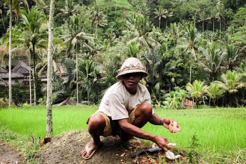 bali, temple, ubud, cérémonie