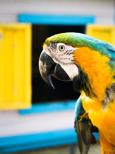 perroquet guadeloupe-perruche guadeloupe - jardin botanique basse terre