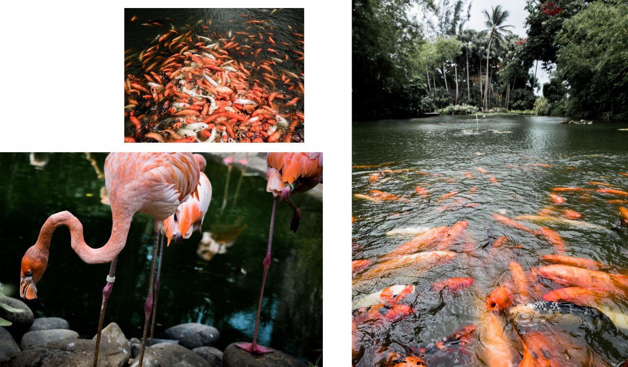 poisson rouge deshaies guadeloupe-flamants roses jardin botanique de deshaies