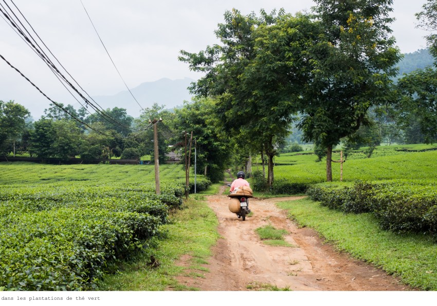 vietnam, ethnies minoritaire, thé vert, tan uyen