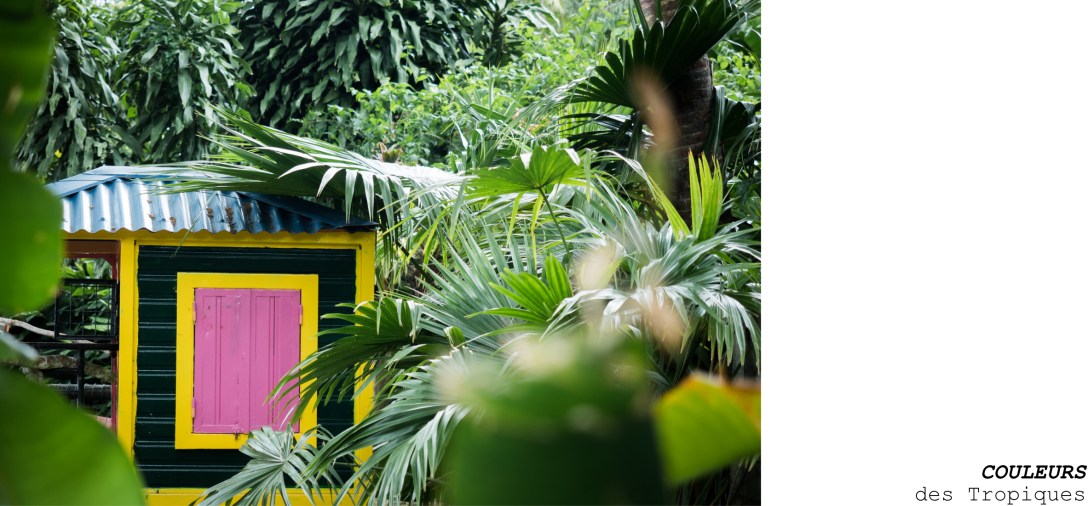 jardin botanique de deshaies - fleur tropicale guadeloupe - jardin botanique coluche guadeloupe