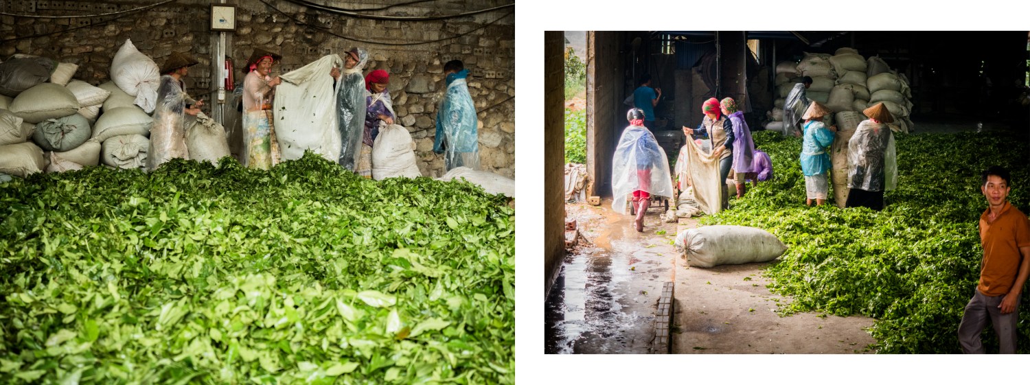 vietnam, ethnies minoritaire, thé vert, tan uyen