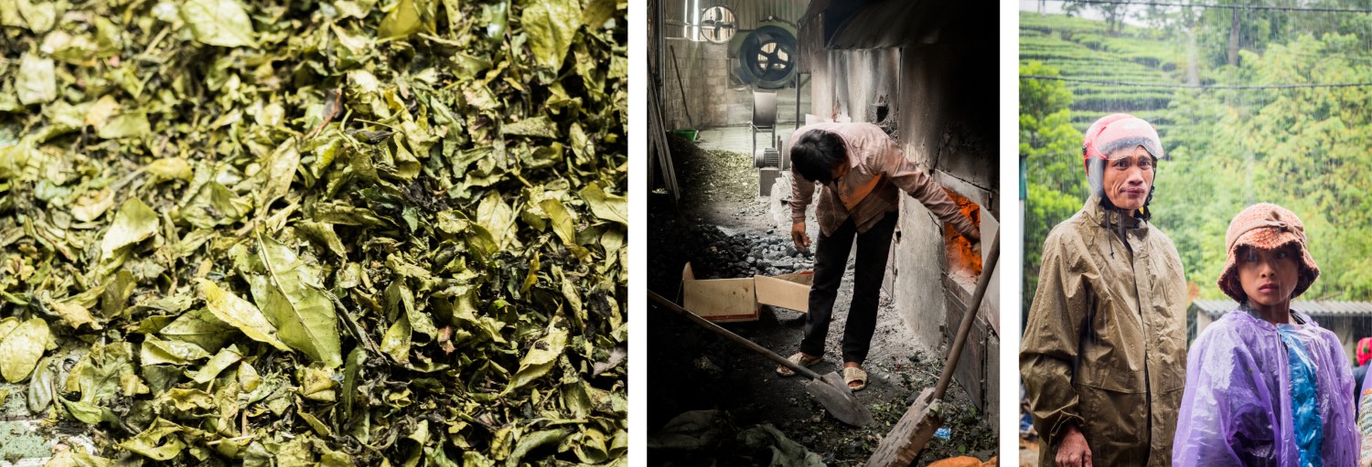 vietnam, ethnies minoritaire, thé vert, tan uyen