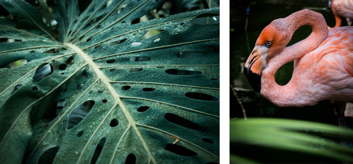 jardin botanique guadeloupe - fleur tropicale guadeloupe - flamant rose