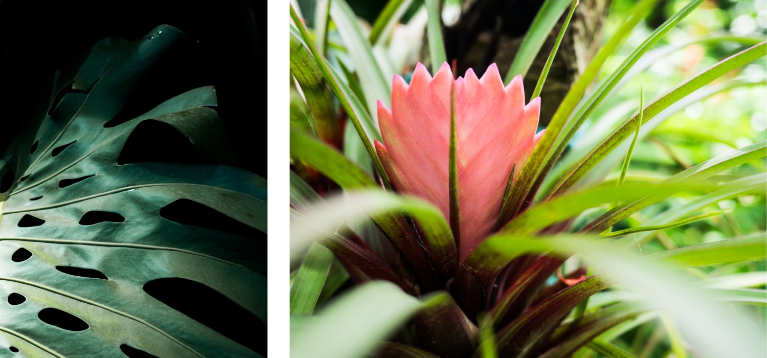 guadeloupe deshaies jardin botanique-fleur tropicale basse terre