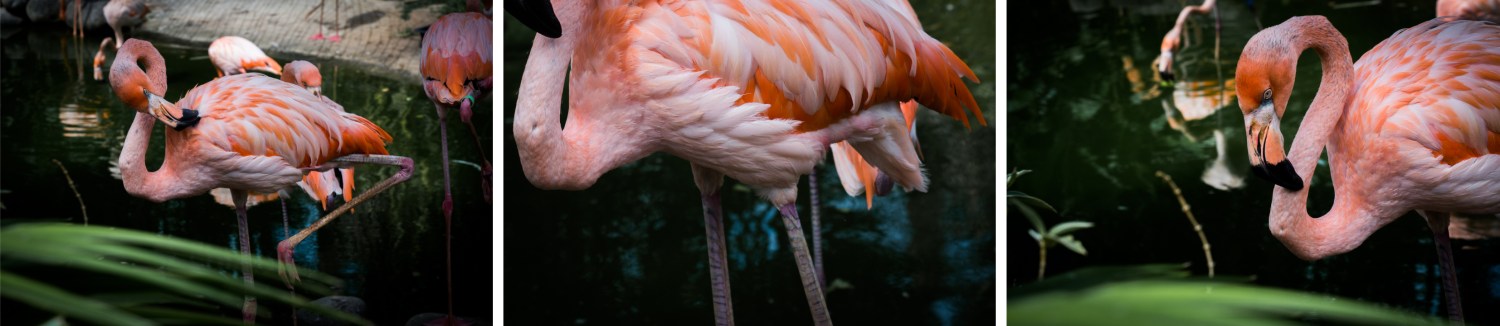 flamant rose de guadeloupe-jardin botanique deshaies