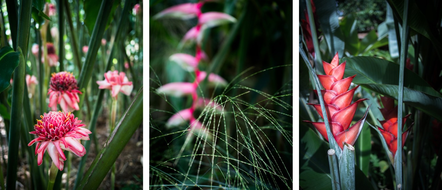 jardin botanique de deshaies en guadeloupe-fleur tropicale guadeloupe