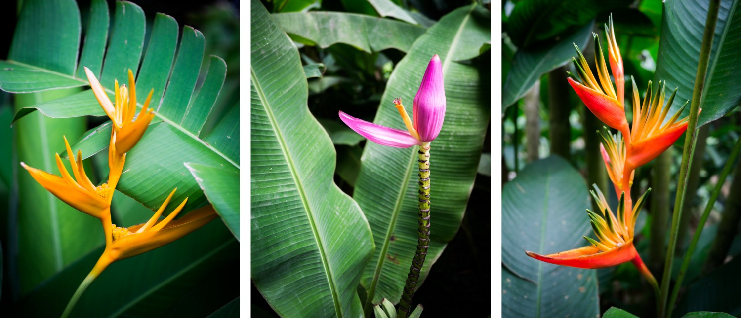 jardin botanique basse terre-fleur tropicale guadeloupe