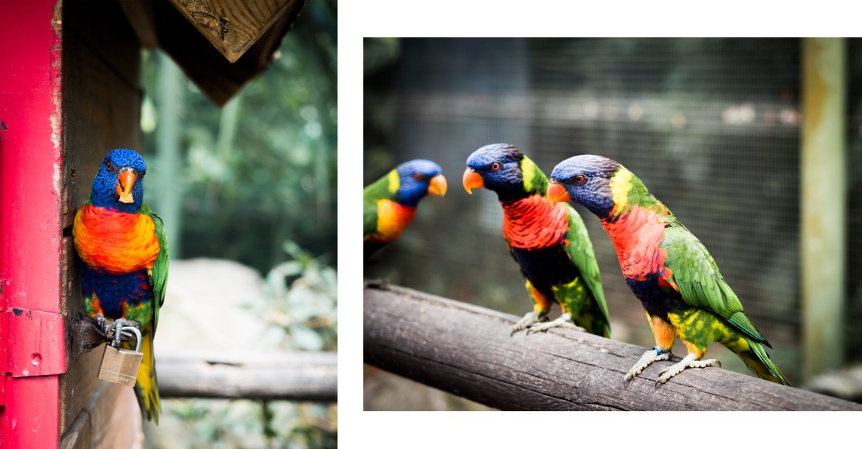 perroquet guadeloupe - jardin botanique de deshaies - perruche guadeloupe